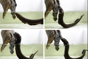 Naukowcy udowodnili, że trądzik można złapać na przynęty koni Naukowcy udowodnili, że trądzik można złapać na przynęty koni